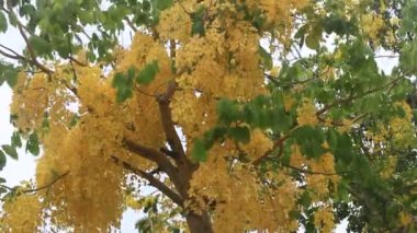 Rüzgardaki sarı çiçekler 