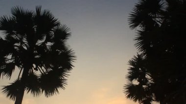 palmiye ağaçları, Kamboçya 