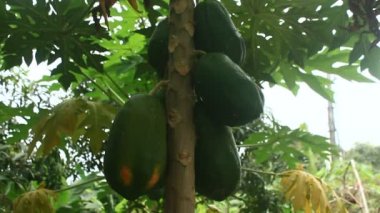 Bahçedeki papaya ağacı