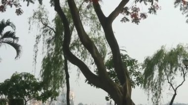 Kırmızı Phoenix çiçek