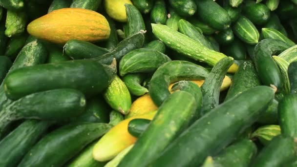 De oogst komkommers — Stockvideo