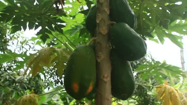 Árbol de papaya en el jardín — Vídeo de stock