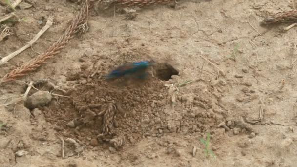 Abejas en la cueva para atrapar presas — Vídeo de stock