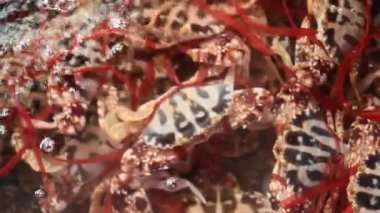 piyasada satan yengeçler