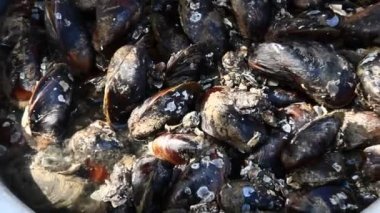 istiridye, deniz midye