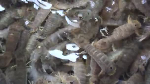 Креветки продаються на ринках — стокове відео