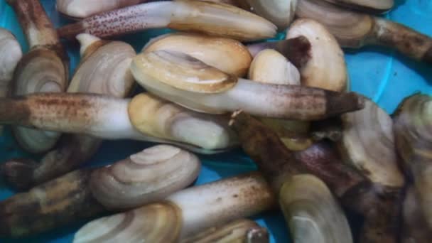 Clam, małży morskich — Wideo stockowe