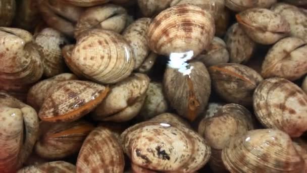 Clam, sea mussels — Stock Video