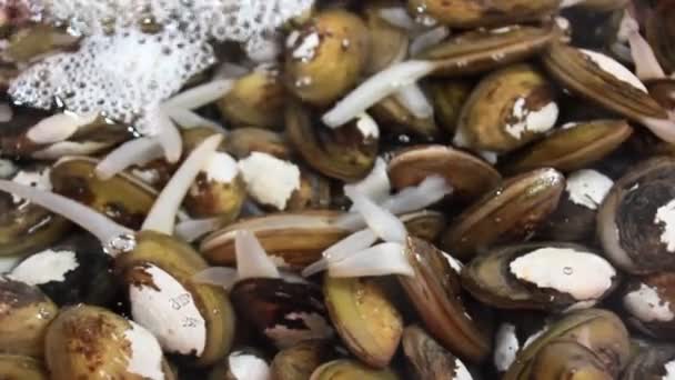 Almejas, mejillones de mar — Vídeos de Stock