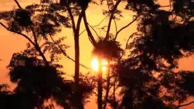 Ağaçların arasından güneş parlar