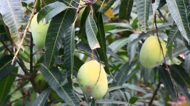 hasat Mango ağacı üzerinde