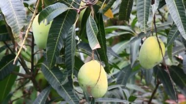 hasat Mango ağacı üzerinde