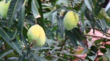 hasat Mango ağacı üzerinde