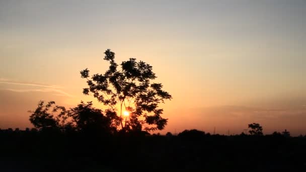 Zon schijnt door de bomen — Stockvideo