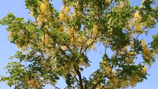 Flores amarelas na árvore — Vídeo de Stock