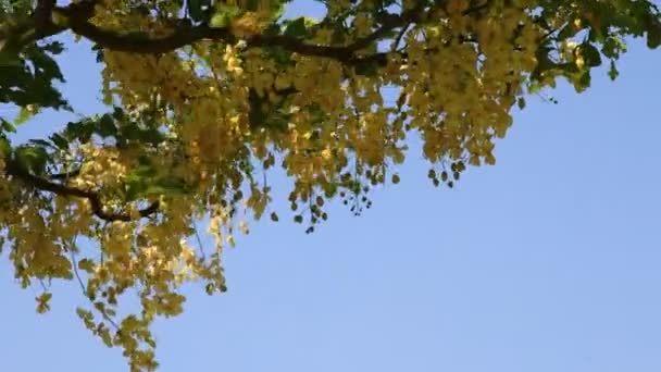 Flores amarillas en el árbol — Vídeos de Stock