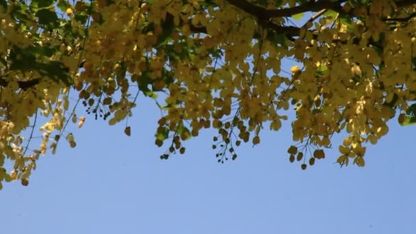 Fiori gialli sull'albero — Video Stock