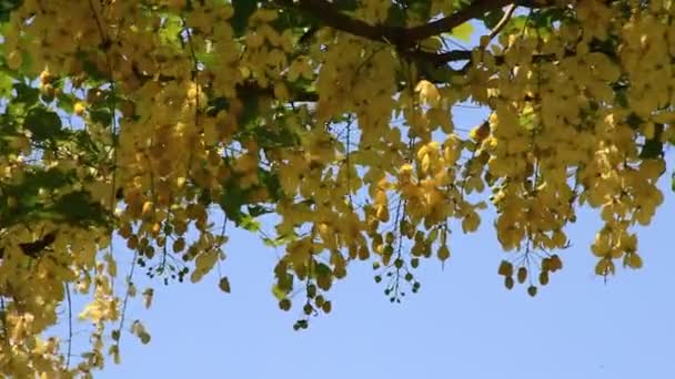 Желтые цветы на дереве — стоковое видео