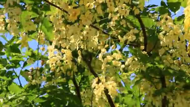 Gele bloemen op de boom — Stockvideo
