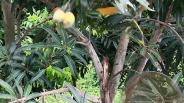 hasat Mango ağacı üzerinde