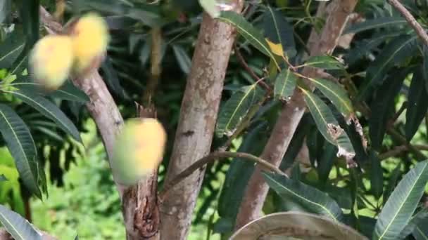 Récolte des mangues sur l'arbre — Video