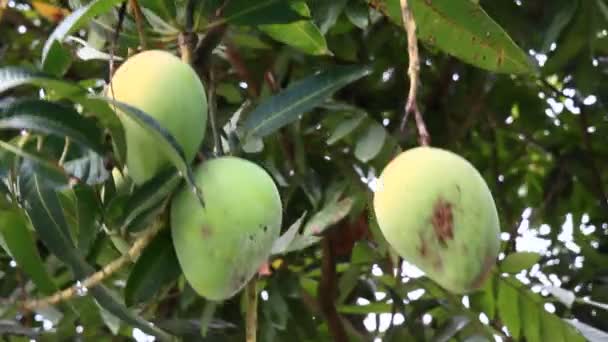 Cosecha de mangos en el árbol — Vídeo de stock