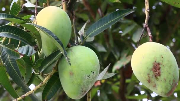 Урожай манго на дереве — стоковое видео