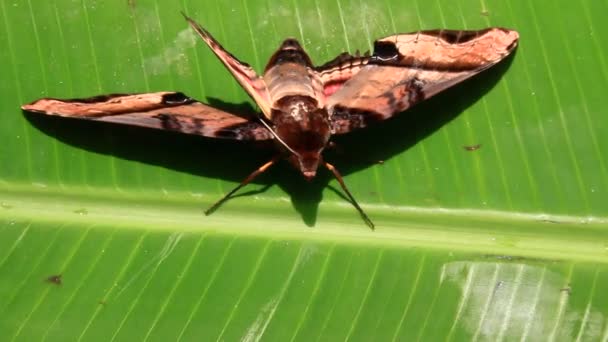 Mariposa en la hoja — Vídeos de Stock