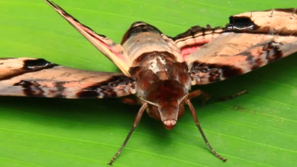 Butterfly on leaf — Stock Video