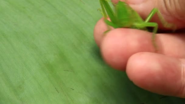 Grasshopper en hoja — Vídeos de Stock