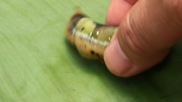 Χέρια που κρατούν σκουλήκι — Αρχείο Βίντεο