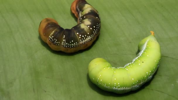 Gusano en la hoja verde — Vídeos de Stock