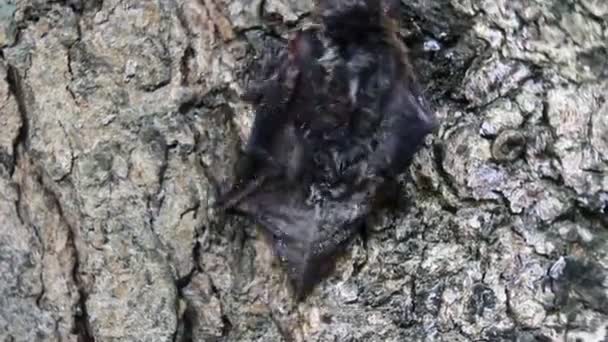 Morcegos nas árvores e chão — Vídeo de Stock