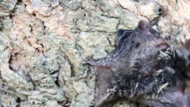 Pipistrelli tra gli alberi e terra — Video Stock