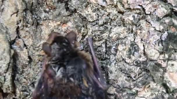 Vleermuizen in de bomen en de grond — Stockvideo