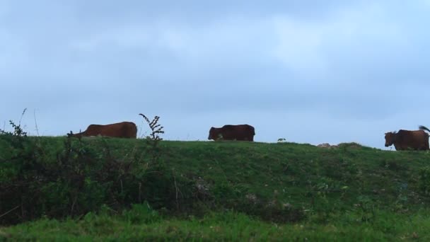 Manada de vacas en el camino — Vídeos de Stock