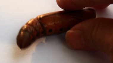 Büyük solucan elinde.