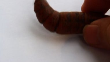 Büyük solucan elinde.