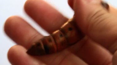 Büyük solucan elinde.