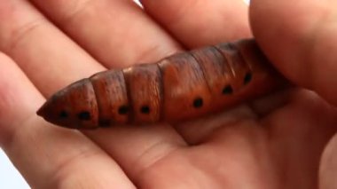 Büyük solucan elinde.