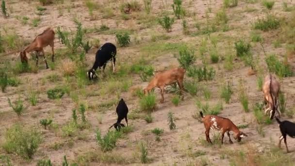 Kozy Pasą Się Polu — Wideo stockowe