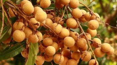 Ağaçta longan meyve kümesi