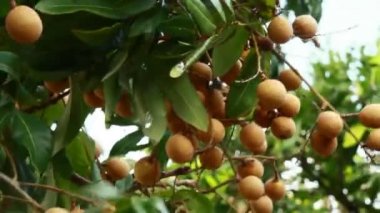 Ağaçta longan meyve kümesi