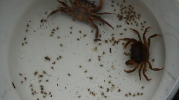 小螃蟹和母蟹 — 图库视频影像