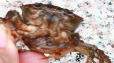 Küçük yengeç ve anne yengeç