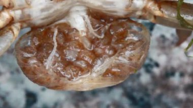 Küçük yengeç ve anne yengeç