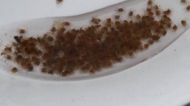 Küçük yengeç ve anne yengeç