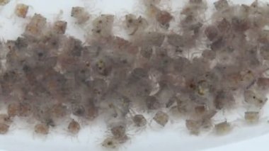 Küçük yengeç ve anne yengeç