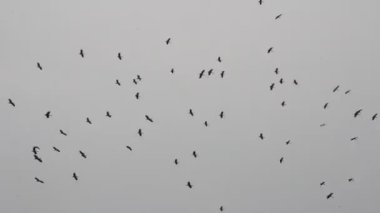 Kuşlar gökyüzünde uçuyor
