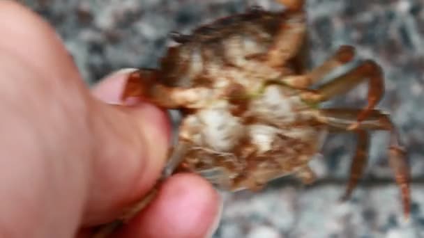 小螃蟹和母蟹 — 图库视频影像